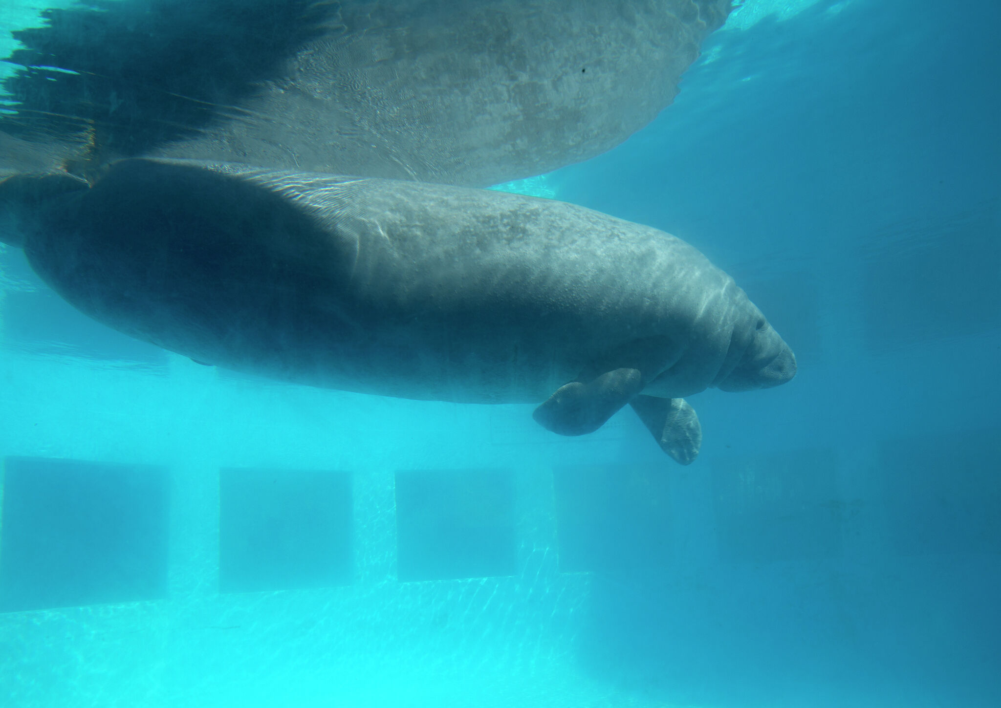 Kelly Slater Sauvons Rom o Le Lamantin De 70 Ans Vivant Au Miami 