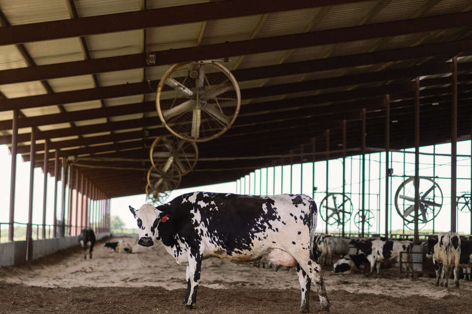 The story behind HEB's Dr Pepperflavored eggnog