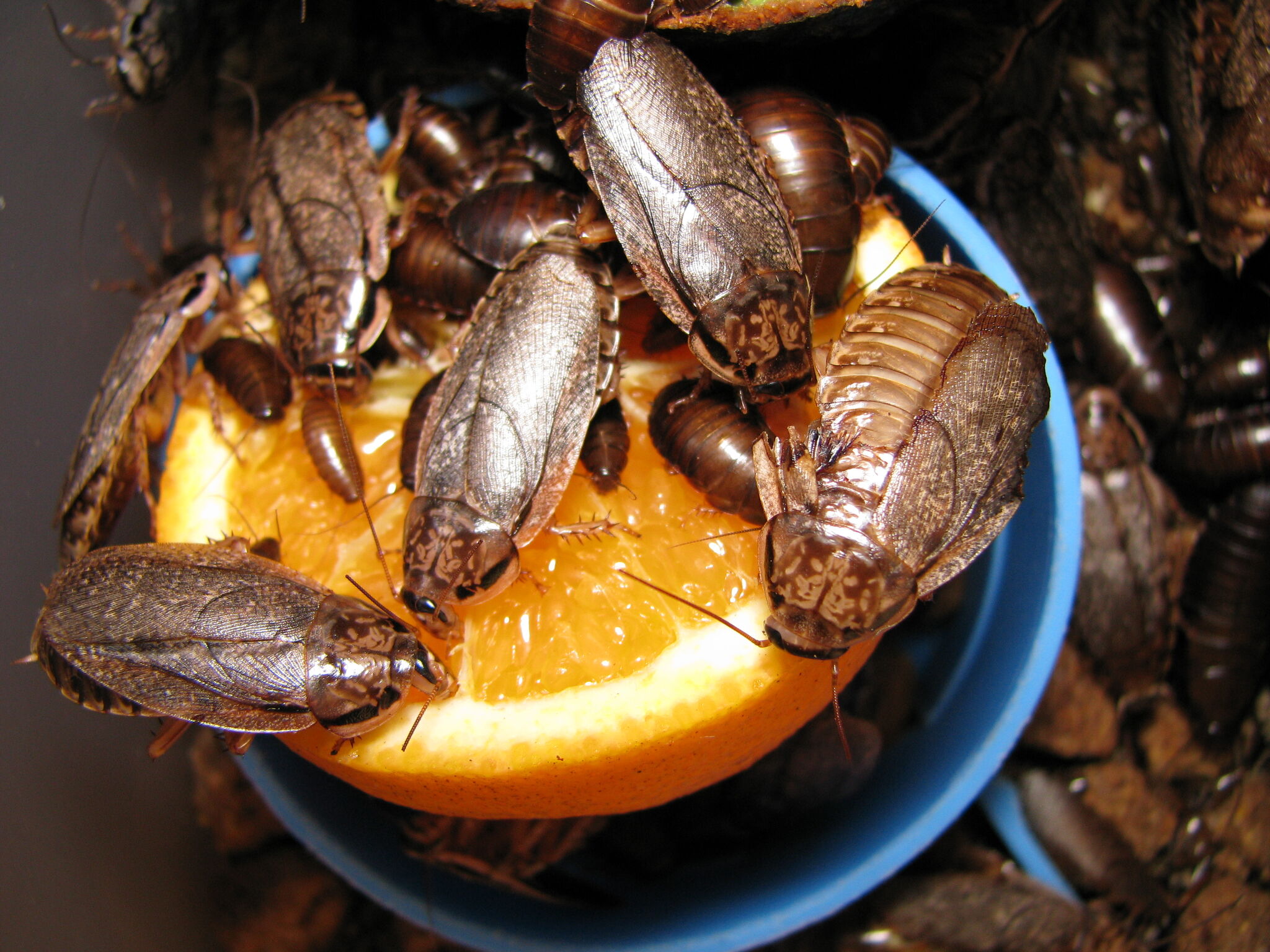 Startling roach infestation found inside Denny's among issues on