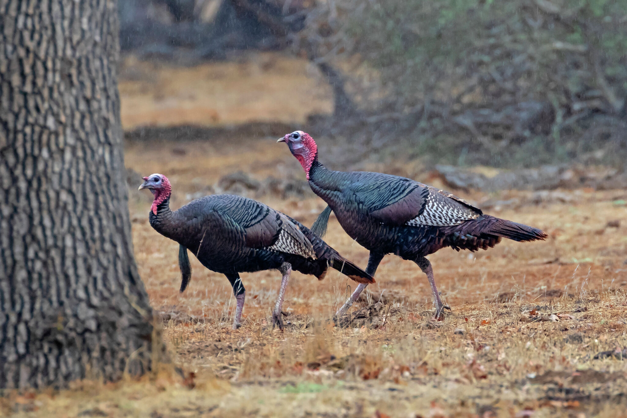 Illinois wild turkey hunt harvest down