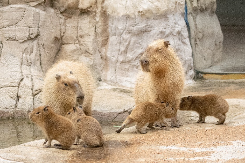 Houston Zoo welcomes 2nd litter of capybaras this year