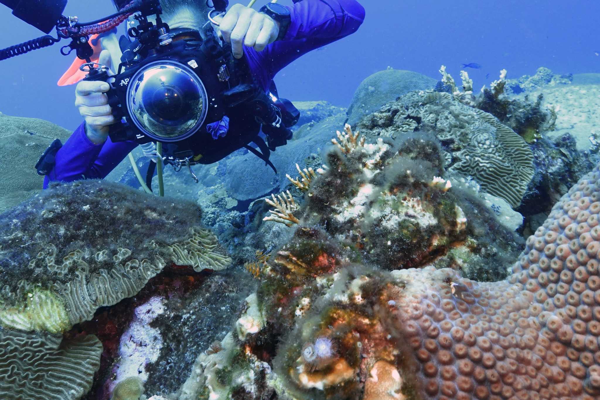 Gulf Of Mexico Coral Reefs Are Thriving Despite Record Heat