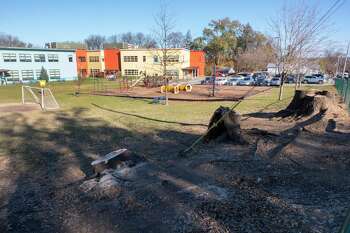 Tree stumps are seen near the playground outside Montessori Magnet School in Albany, N.Y. on Monday, Nov. 20, 2023. A student was recently injured when a limb fell from one of the former trees.