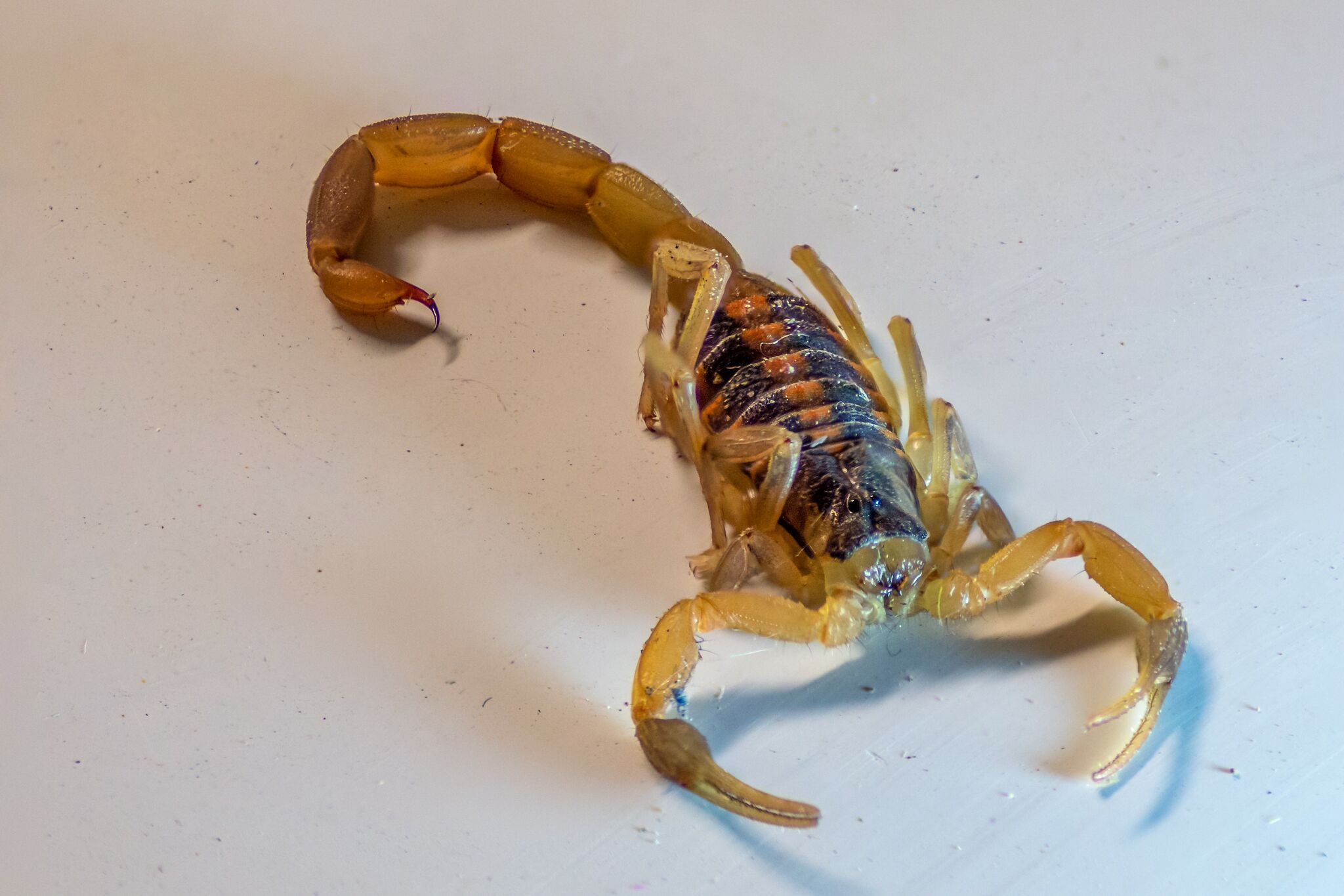 Hot, Dry Summer Has Scorpions In Texas Heading Indoors - Texas A&M Today