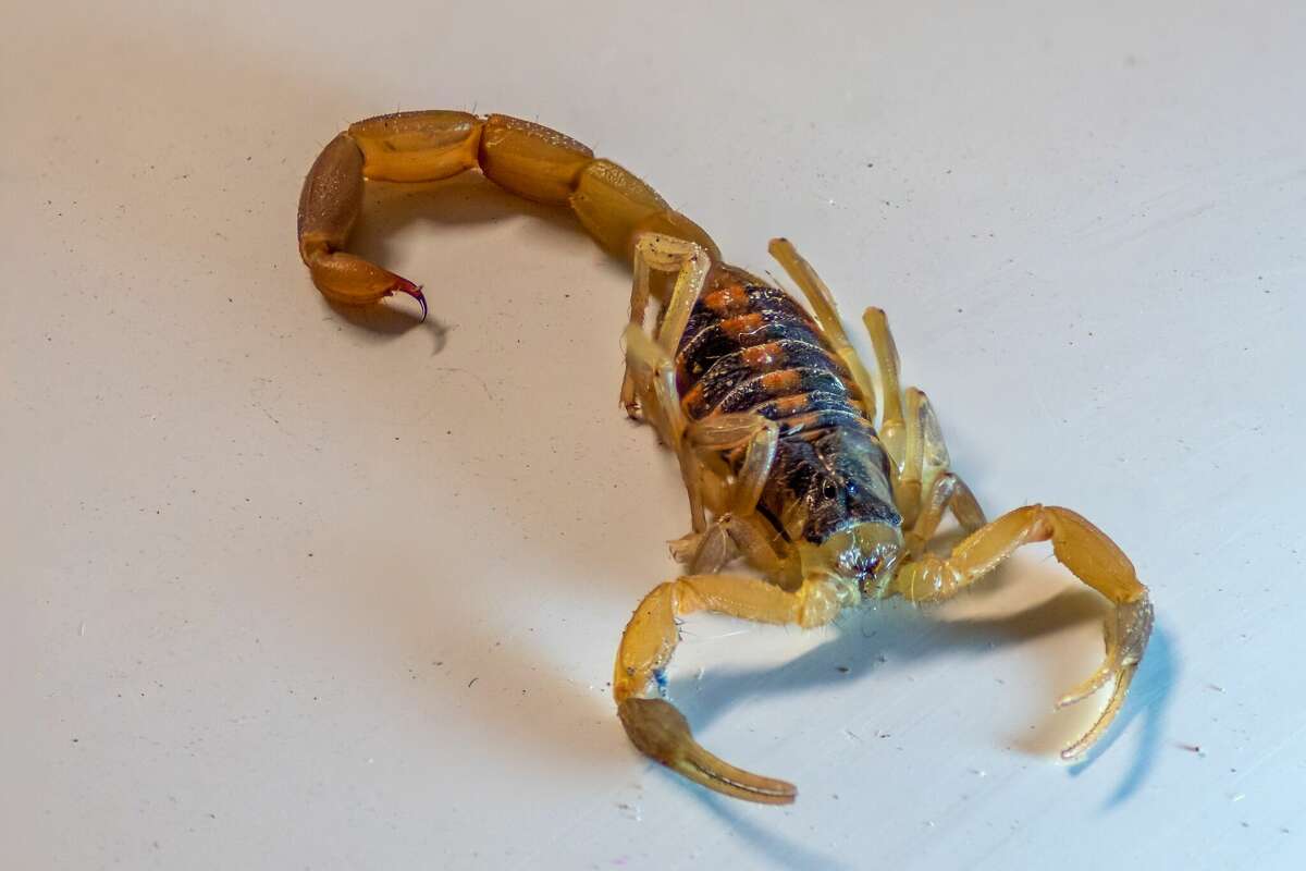 The striped bark scorpion is the most commonly found scorpion species in Texas. 