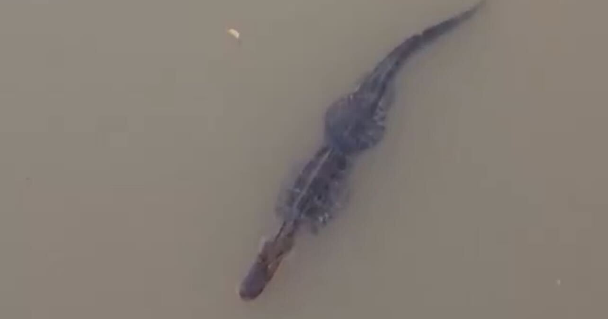 Unusual sighting of alligator found swimming in Brazos River