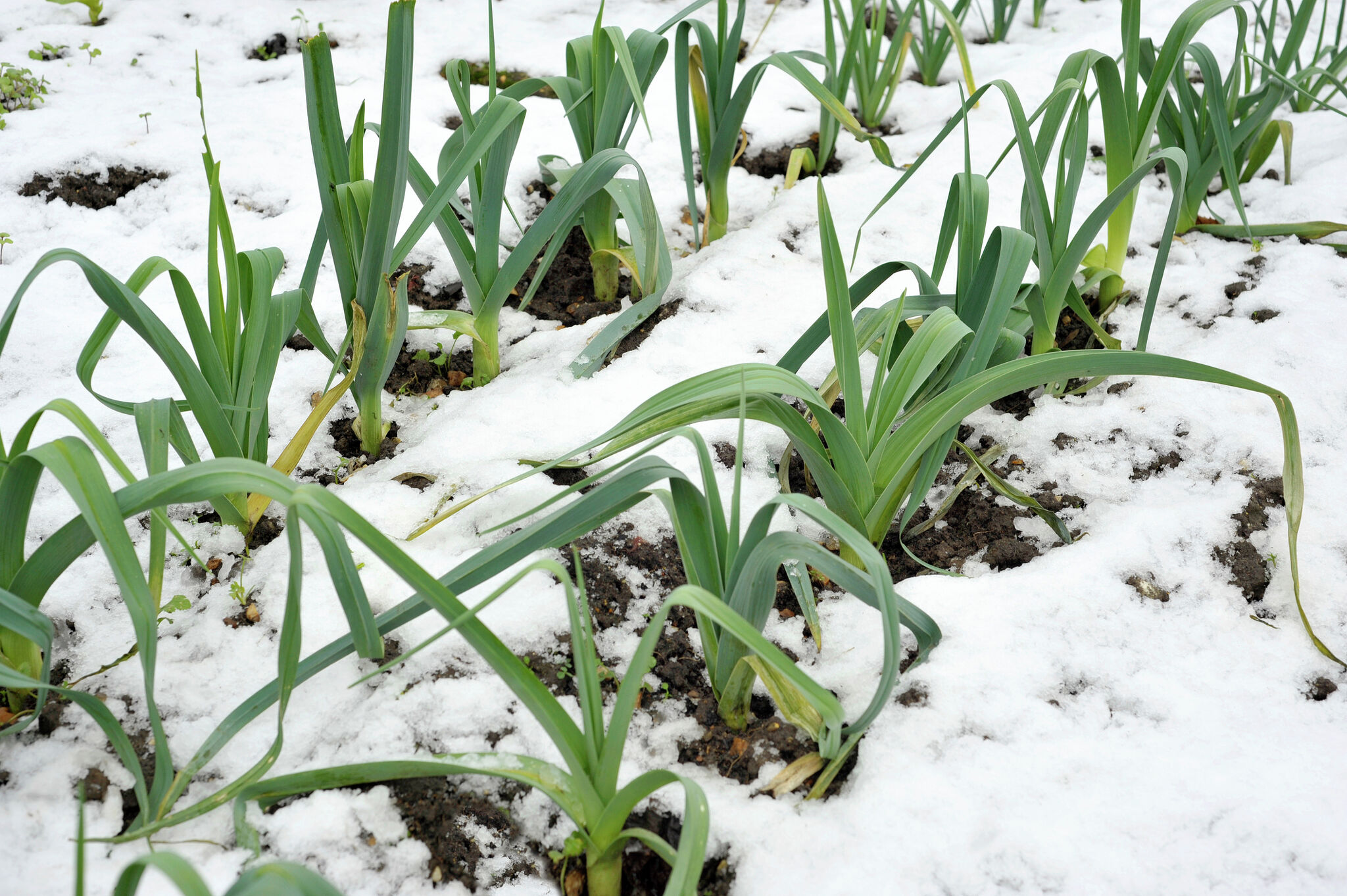 Crops In Winter 8 Winter Vegetables You Can Grow in Your Own Backyard