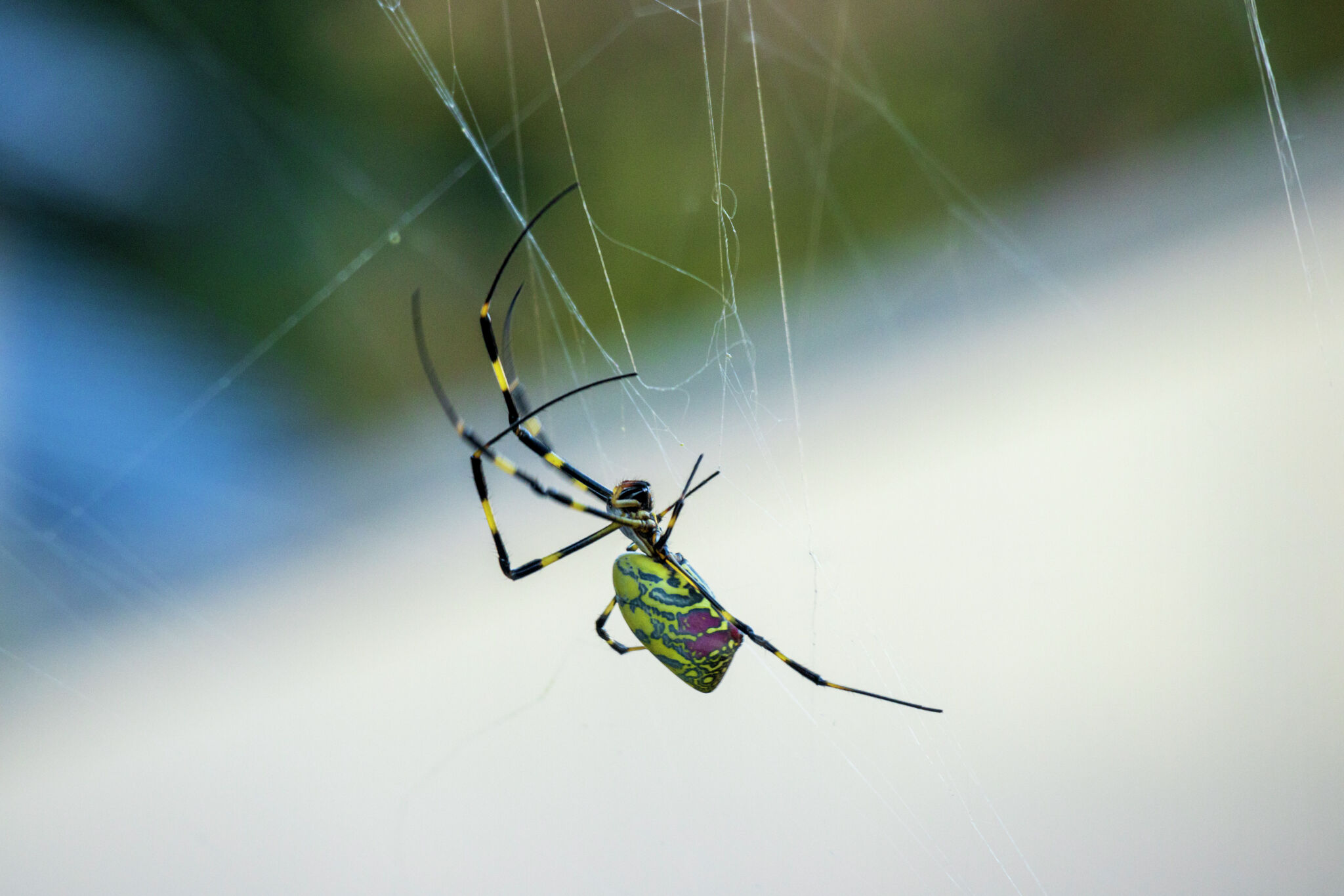 Joro spider is rapidly spreading in the U.S. They're not after you.