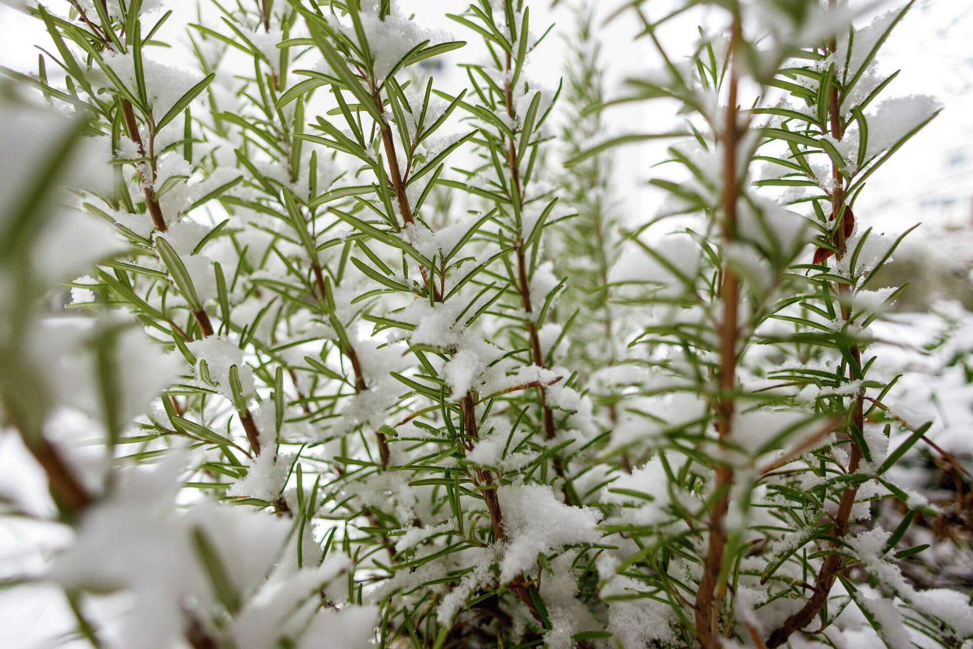 Does Rosemary Come Back After Winter