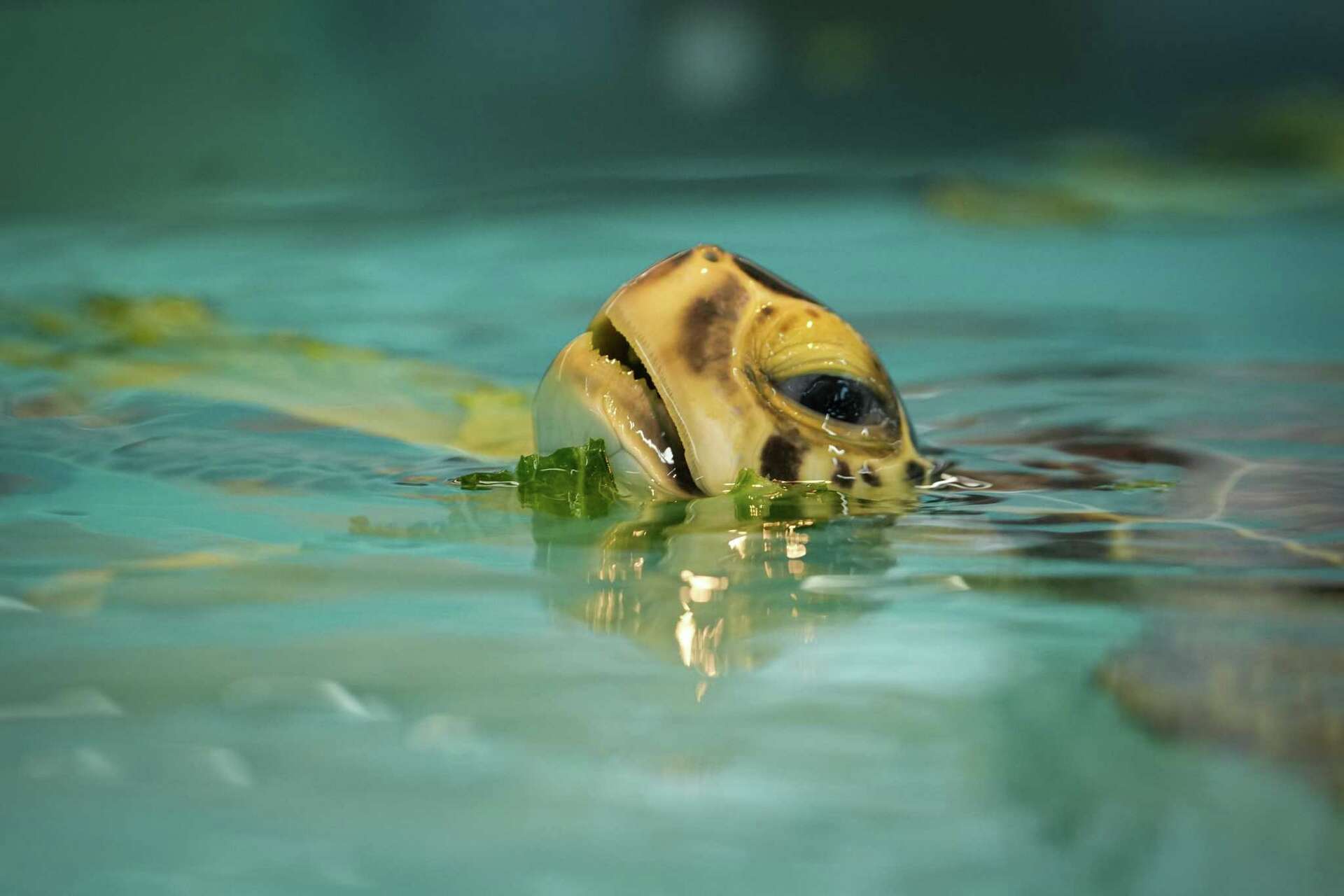 190 sea turtles rescued from Gulf of Mexico after recent cold stun