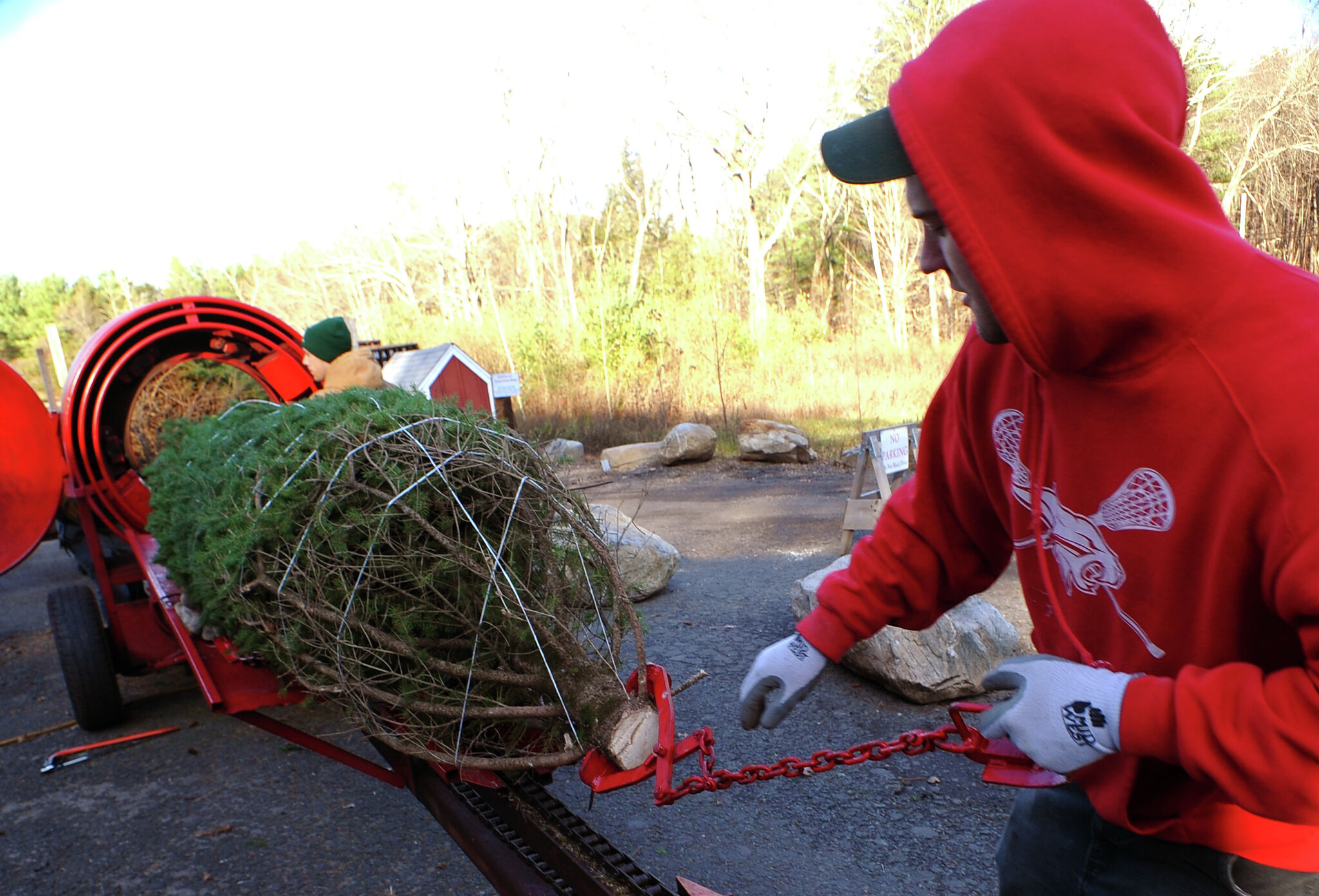 CT tree farms brace for holiday season — and race to keep up