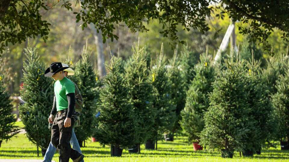 Holiday Acres Christmas Tree Farm workers help get the farm ready to open for tree shoppers on Wednesday, Nov. 22, 2023 in Manvel. Trees at Holiday Acres are part of a decades-long effort to grow better Christmas trees in Texas.