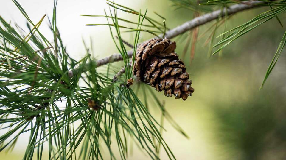 A pine cone grows in the original seed orchard of Virginia pine trees at Holiday Acres Christmas Tree Farm on Wednesday, Nov. 22, 2023 in Manvel. Trees at Holiday Acres are part of a decades-long effort to grow better Christmas trees in Texas.