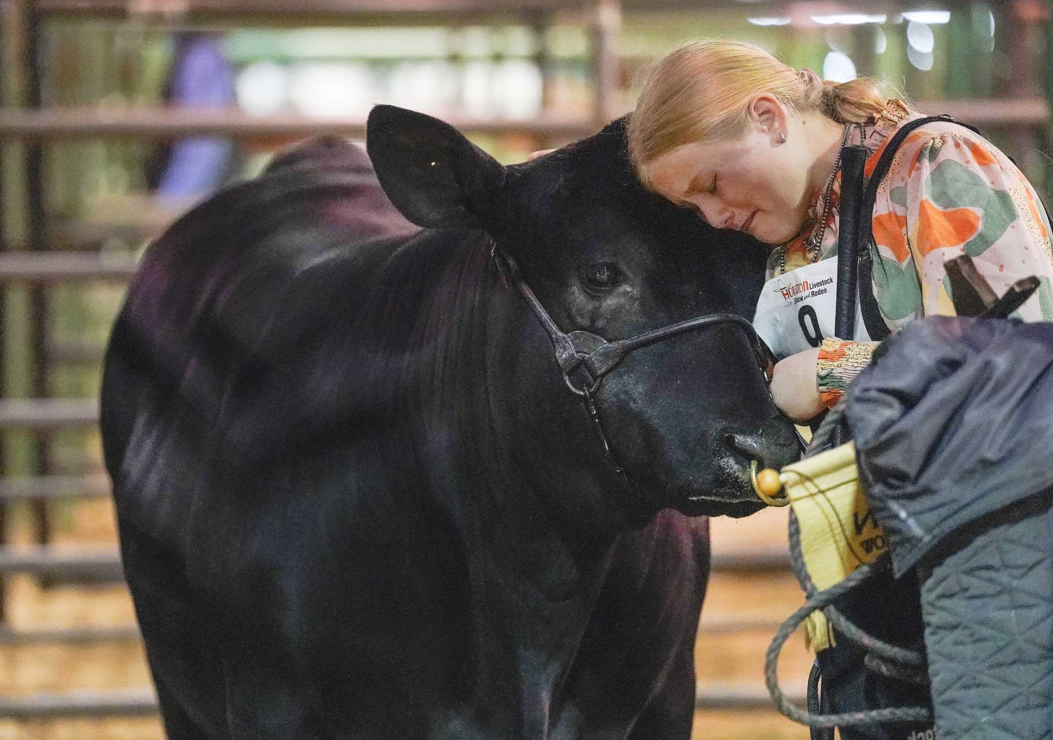 Houston Rodeo Farm Animals What happens to steer and other livestock after the Houston rodeo