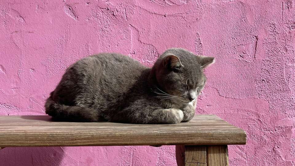 Sadie taking a nap at Bohemeo's, a coffee shop and music venue in East End.