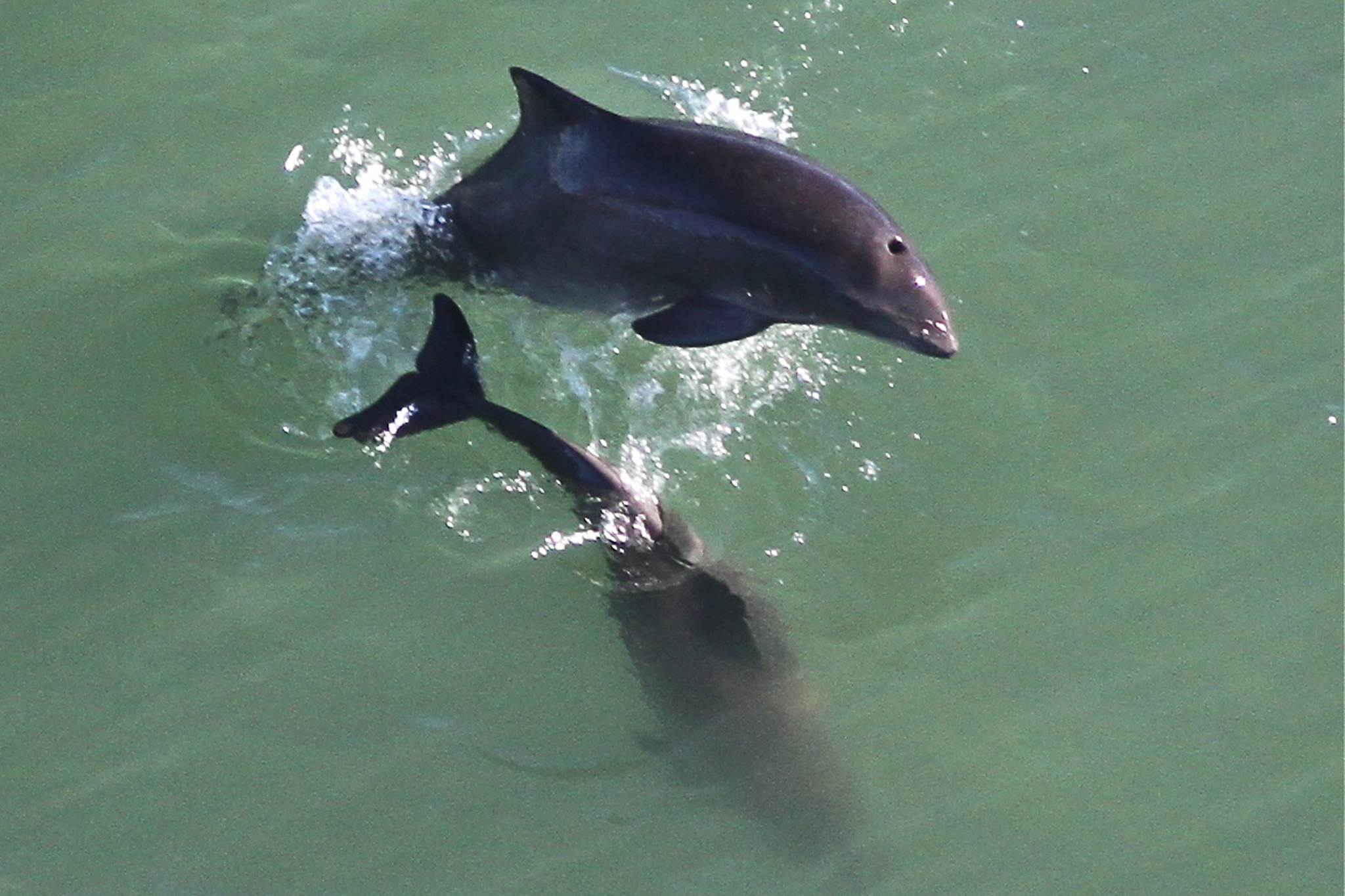 Scientists make discovery on unusual sea creature under GG Bridge