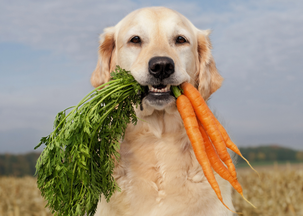 The history of dog food and nutrition, from hunting to the raw food movement