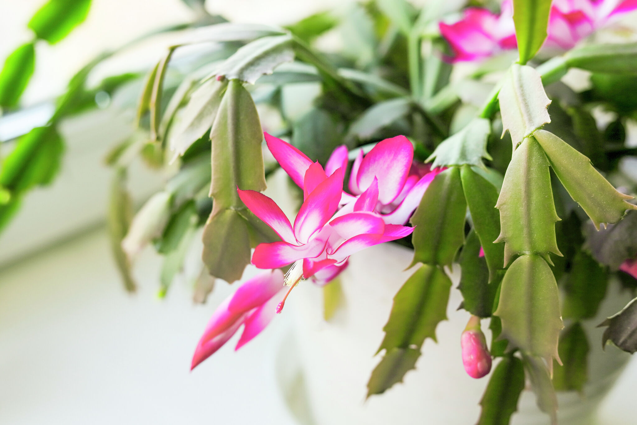 Why Is My Christmas Cactus Dropping Leaves?