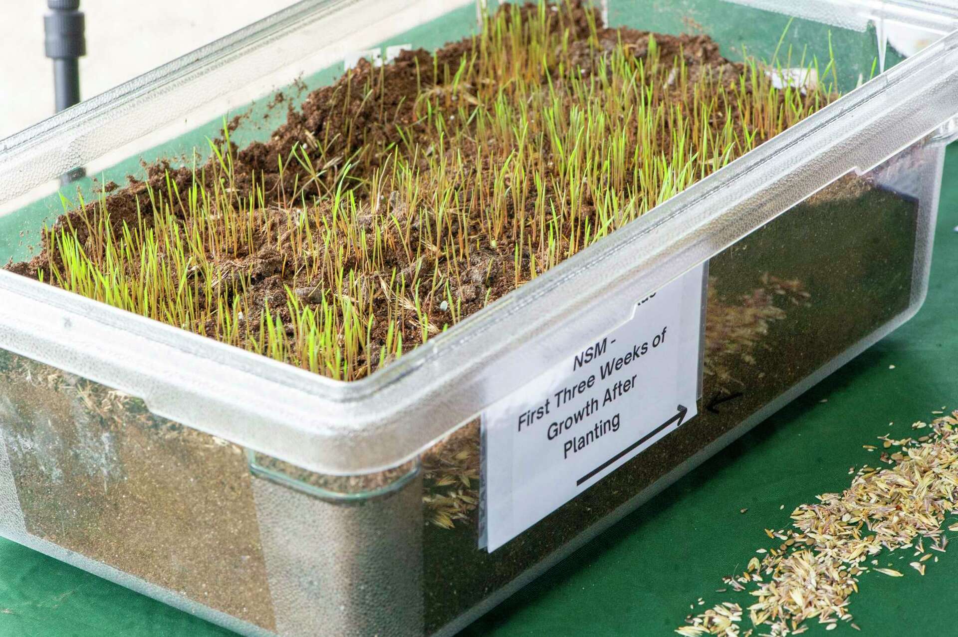 Grass from new Southeast Texas native seed mix resists storms, drought