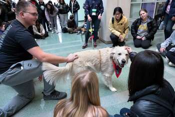 University at Albany students relieve some stress of studying for finals with a visit from therapy dogs like Bailey, an english cream golden retriever from Clifton Park at the uptown campus in Albany, N.Y. on Wednesday, Nov. 29, 2023.