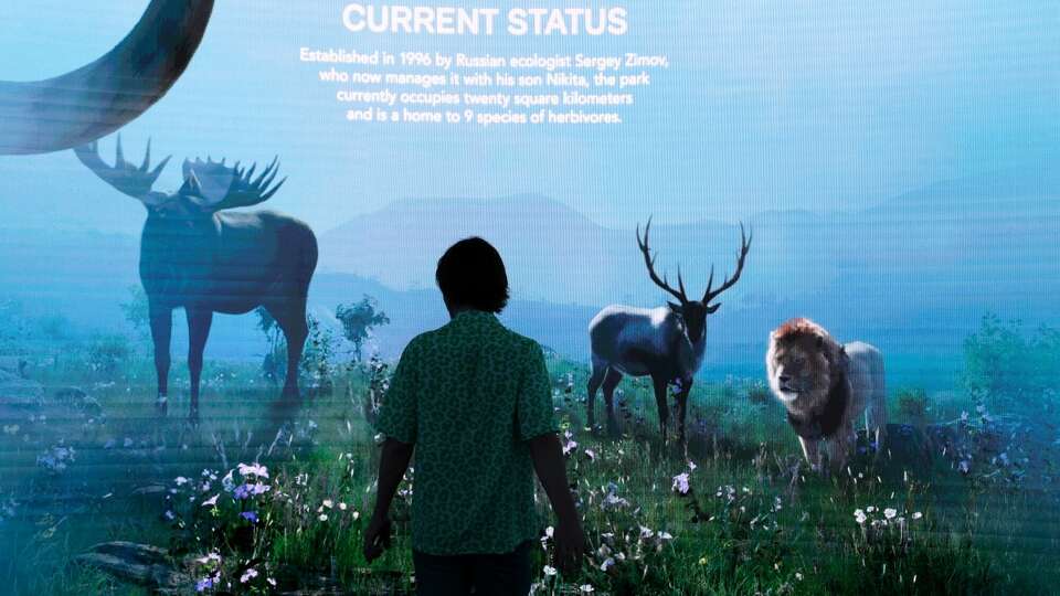 An attendee watches a projection at the Pleistocene Park pavilion in the Technology and Innovation hub within the Green Zone on the opening day of the COP28 climate conference at Expo City in Dubai, United Arab Emirates, on Thursday, Nov. 30, 2023. More than 70,000 politicians, diplomats, campaigners, financiers and business leaders will fly to Dubai to talk about arresting the world's slide toward environmental catastrophe. Photographer: Annie Sakkab/Bloomberg