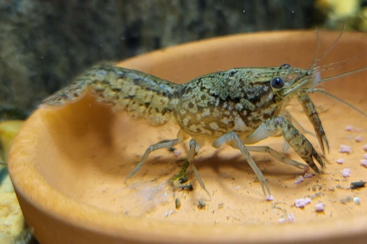 The Texas Parks and Wildlife Department is warning aquarium owners to not release marbled crayfish into the state's waterways, as they can be detrimental to local ecosystems. 