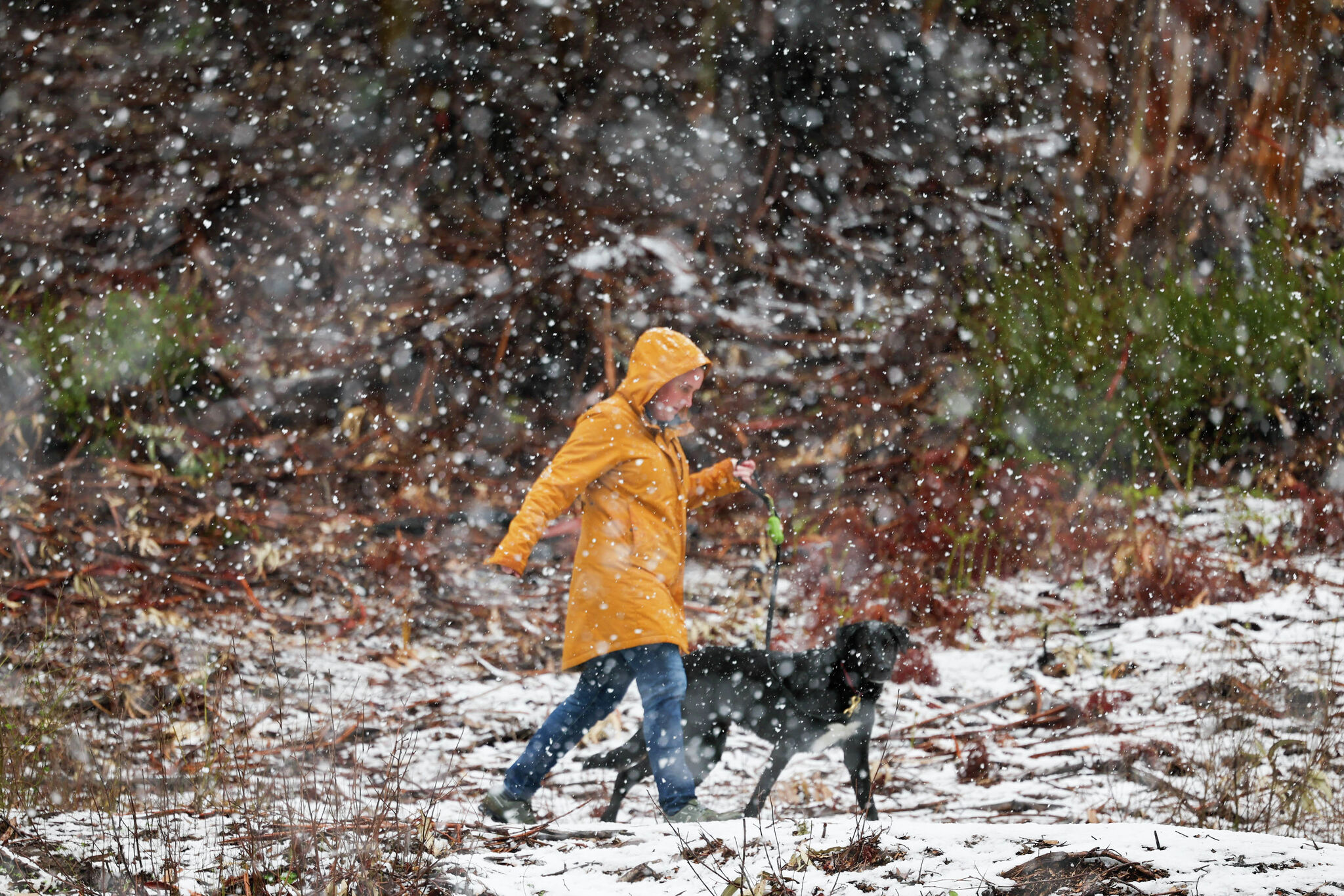 How cold is too cold for dogs to walk outside in the winter