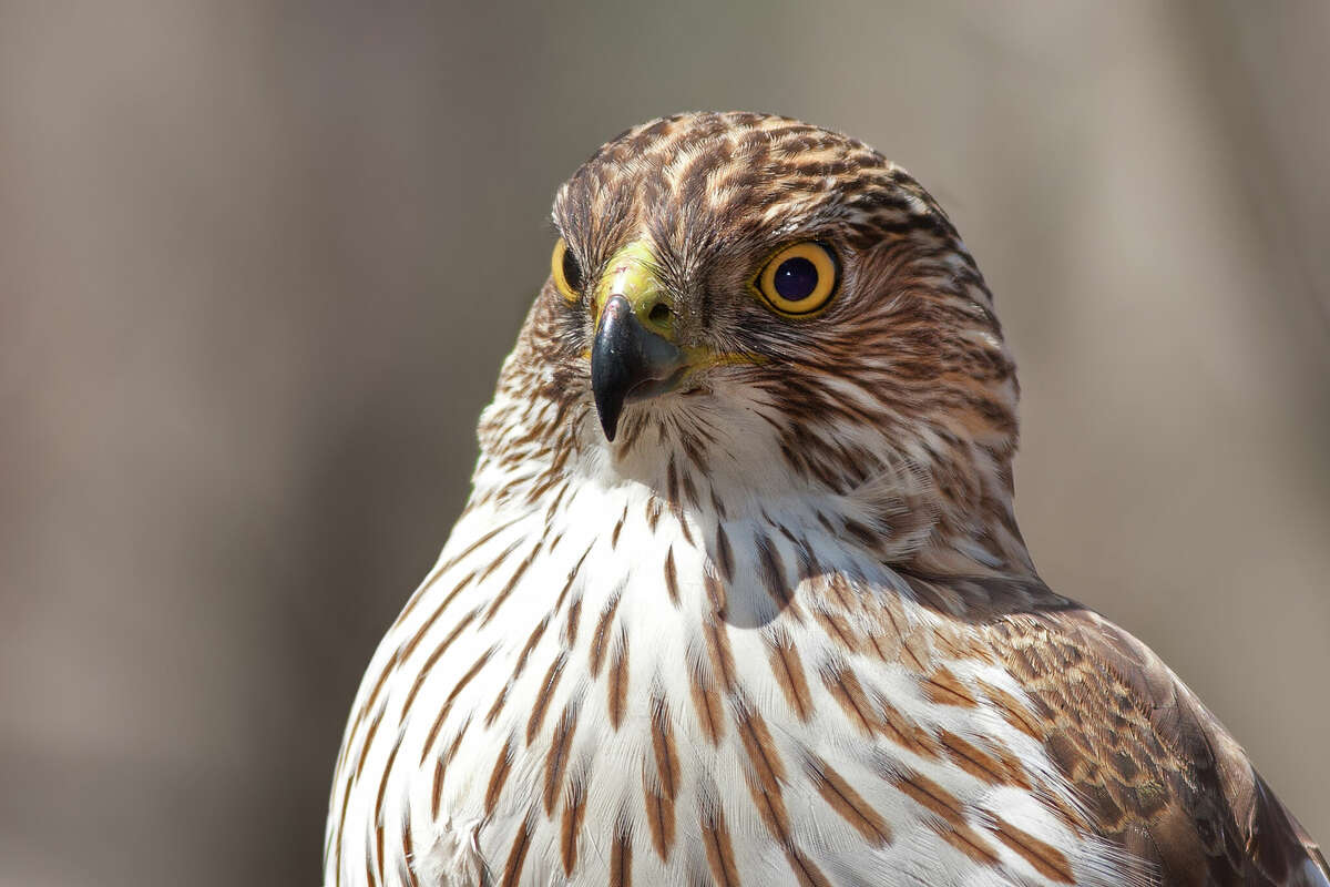 The Cooper's Hawk, found in Texas, is one of 80 birds that will be renamed American Ornithological Society next year. 