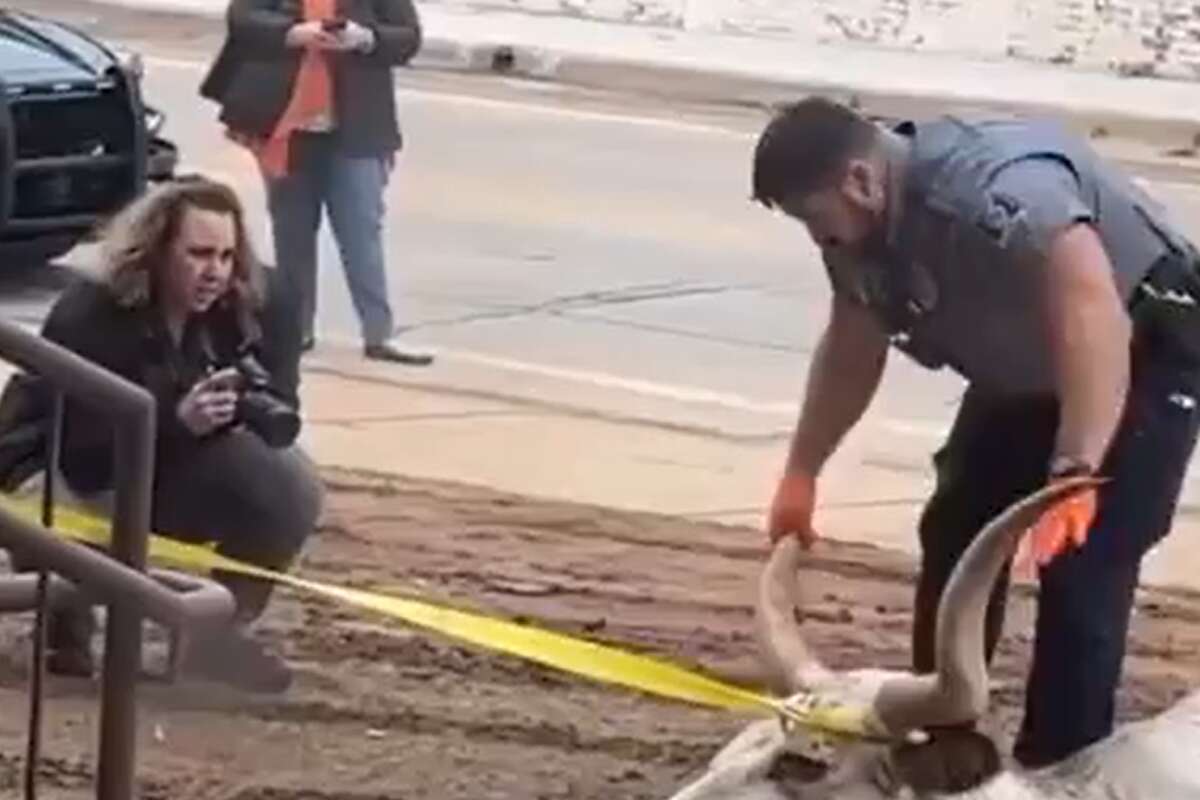 A dead longhorn was discovered outside an Oklahoma State University fraternity on Friday morning, just a day before the Cowboys take on the Texas Longhorns in the Big 12 championship game.