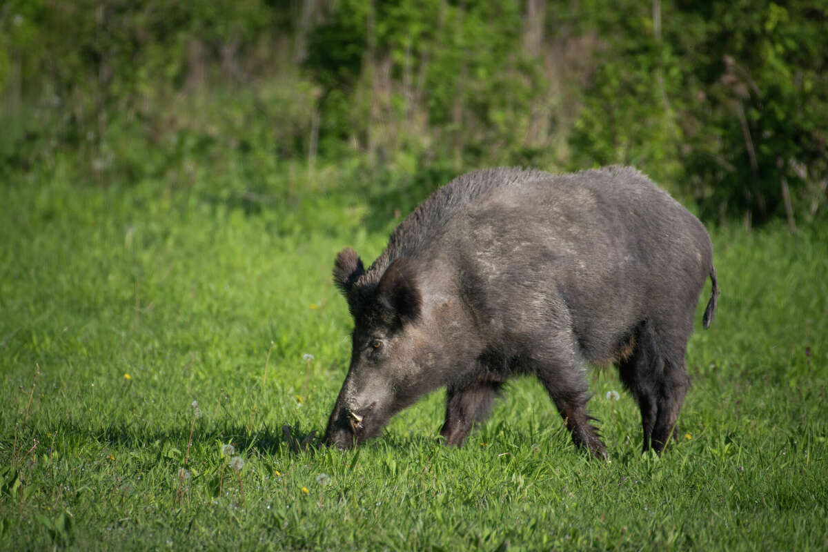 The winter is peak time for feral hogs to be seen in Texas as they become more active. 