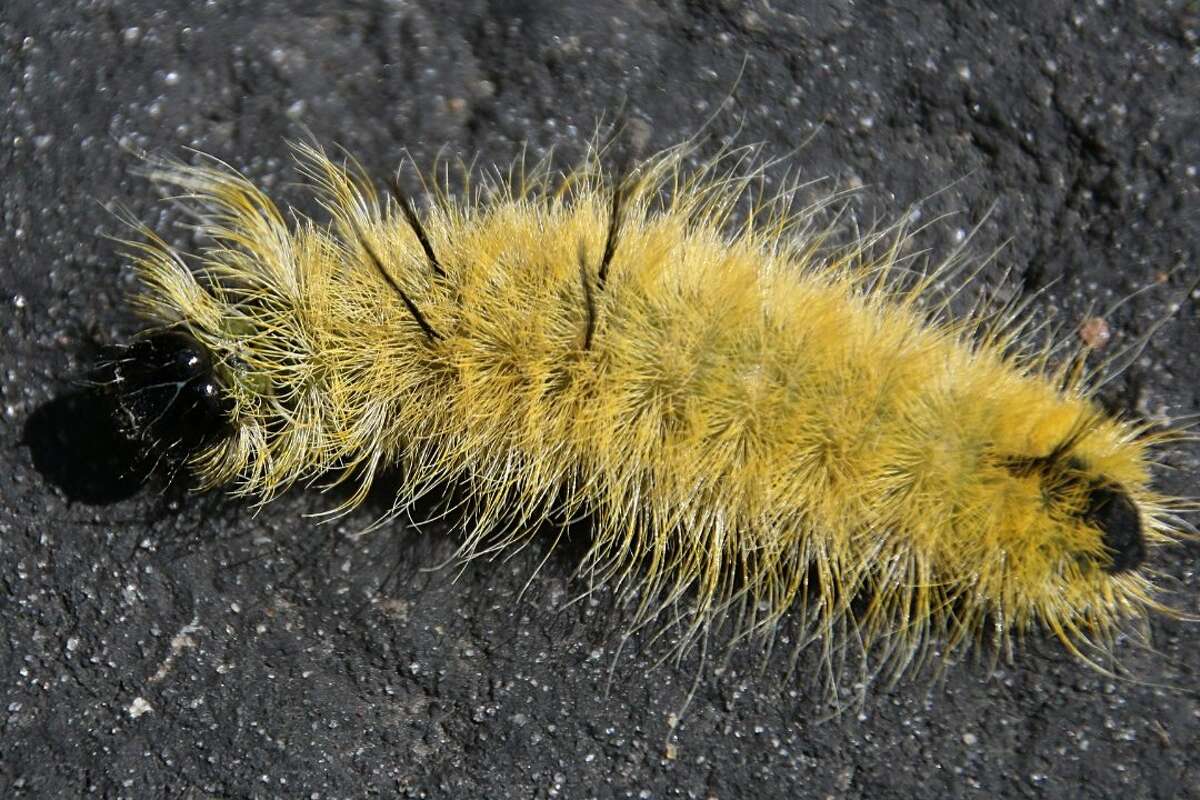 The Texas Parks and Wildlife Department is warning people not to touch these fuzzy caterpillars that have been popping up a lot in the Hill Country. 