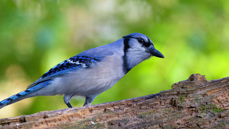 Data from the years of Christmas Bird Counts shows a decline in many species of birds include the blue jay. Photo Credit: Kathy Adams Clark. Restricted use.