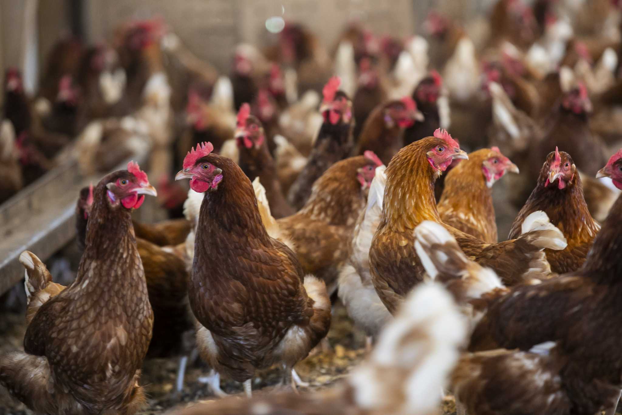 250,000 birds euthanized due to avian flu in Sonoma County