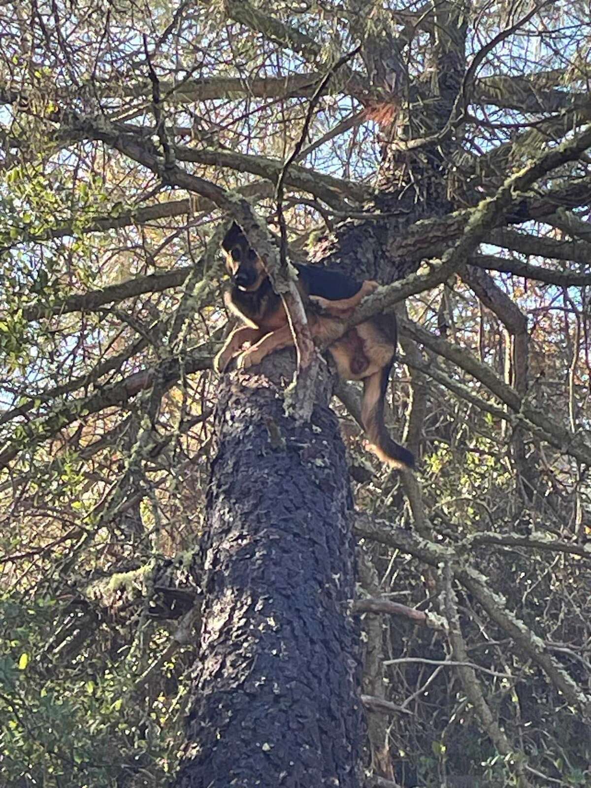 'Holy cow, that's the dog' Luna the German shepherd safe after being