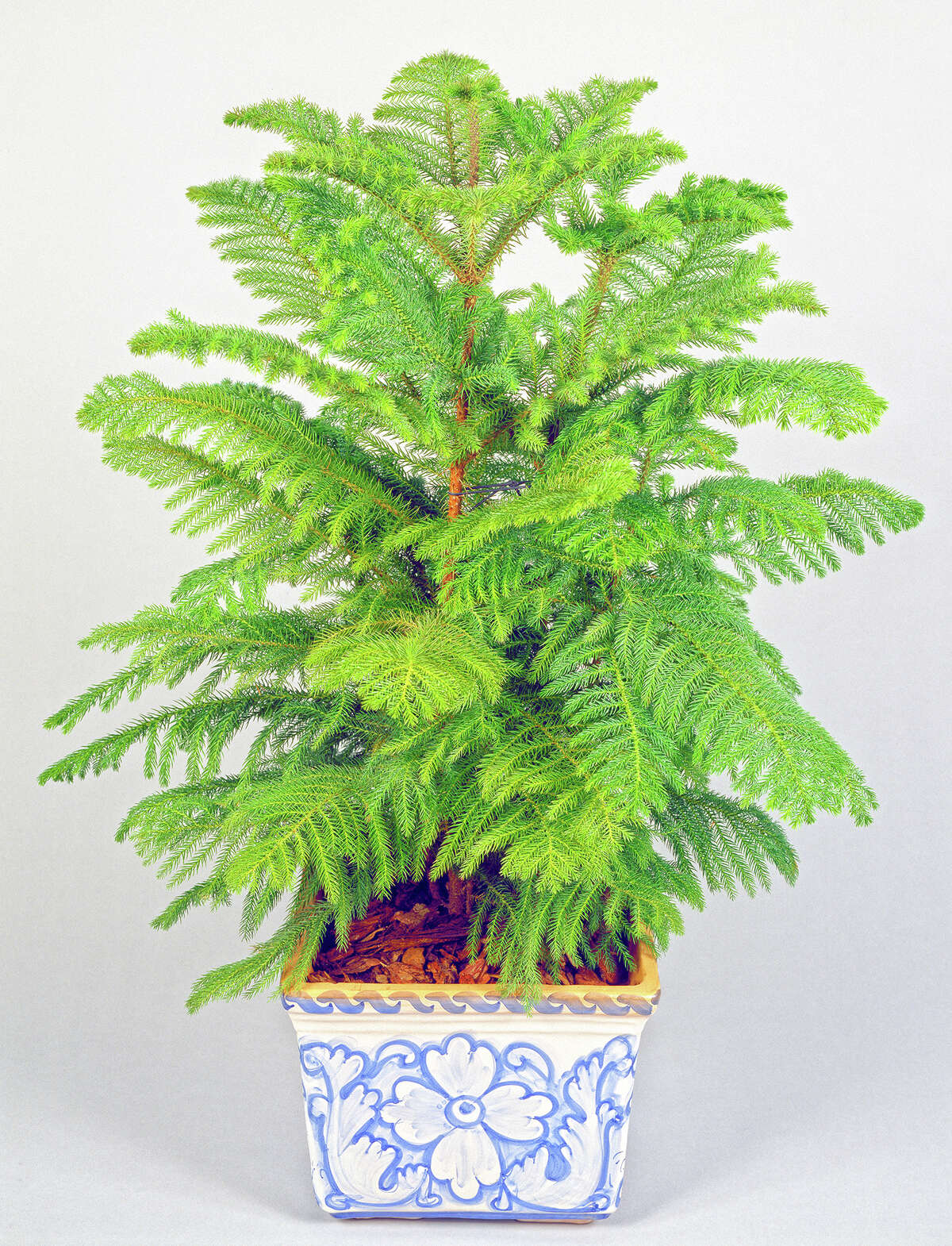 Tips to grow your own 'living' Christmas tree