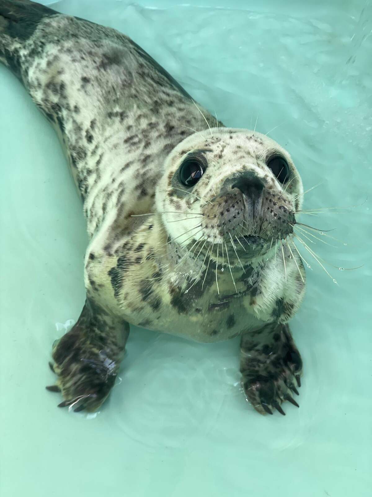 Mystic Aquarium releases Cranberry the healed seal back into the wild