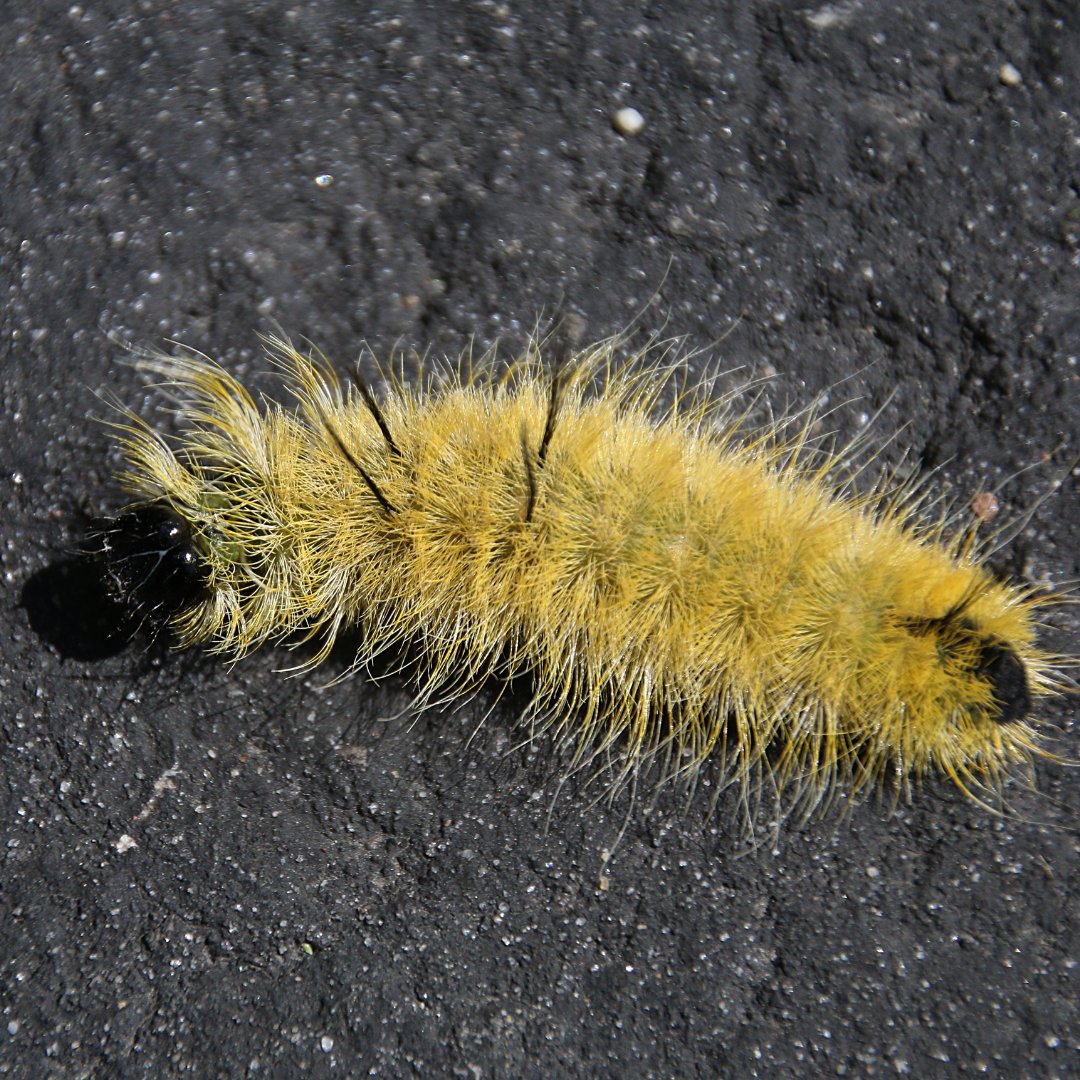 American dagger moth caterpillars spotted in Hill Country