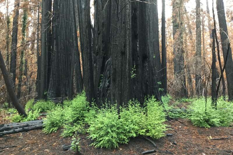 California coronavirus: Paradise Falls in Thousand Oaks to close