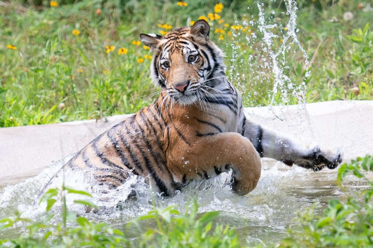 India, a 3-year-old tiger known for wandering a Houston neighborhood in 2021, died this week of natural causes, according to Cleveland Amory Black Beauty Ranch. 