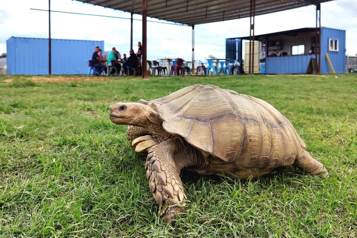 Lorenzo the tortoise recently escaped to the recently opened beer garden at Blue Heron Farm. 