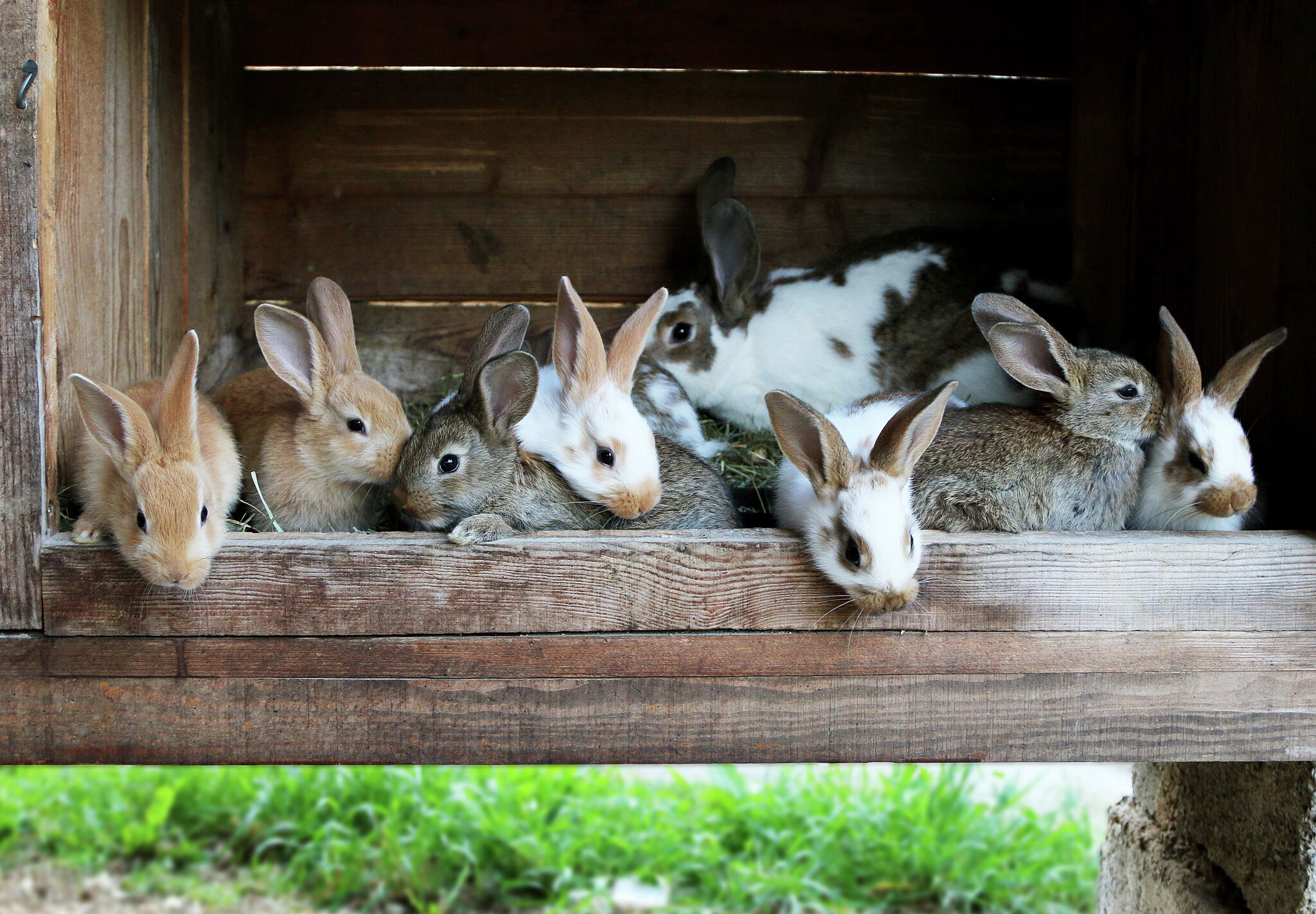 罕见病毒在湾区宠物园中消灭了所有的兔子