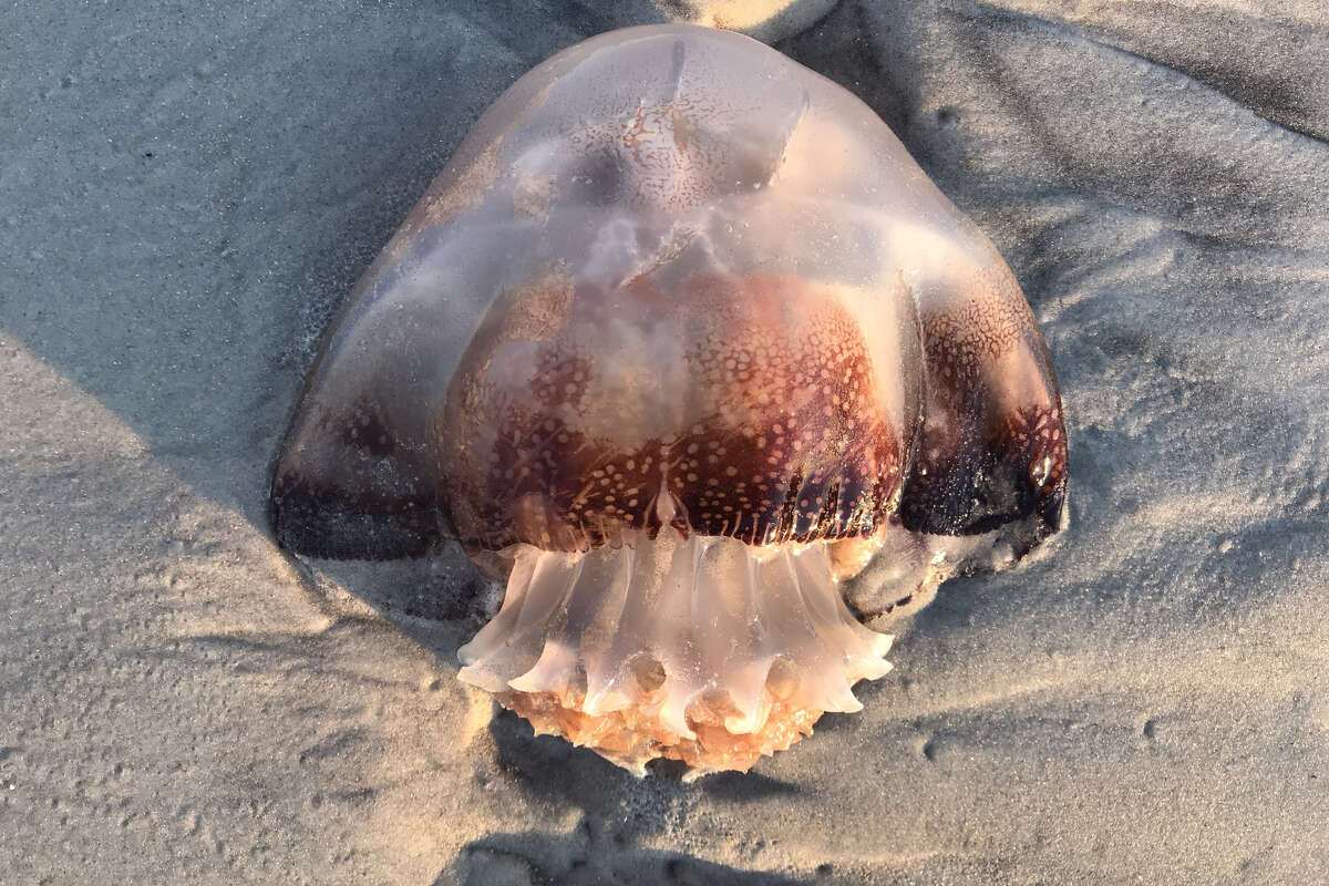 Cannonball jellyfish. Getty Images.