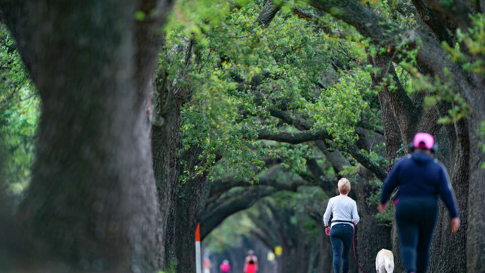 Oak trees line the trail along Rice Boulevard, Tuesday, April 12, 2022, near Rice University in Houston. The area has seen record pollen counts over the past weeks inflaming allergies and blanketing surfaces in yellow.