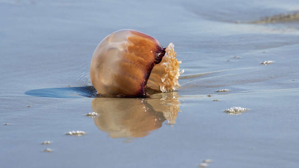 Cannonball Jellyfish washed up on shore in Garden City, SC.