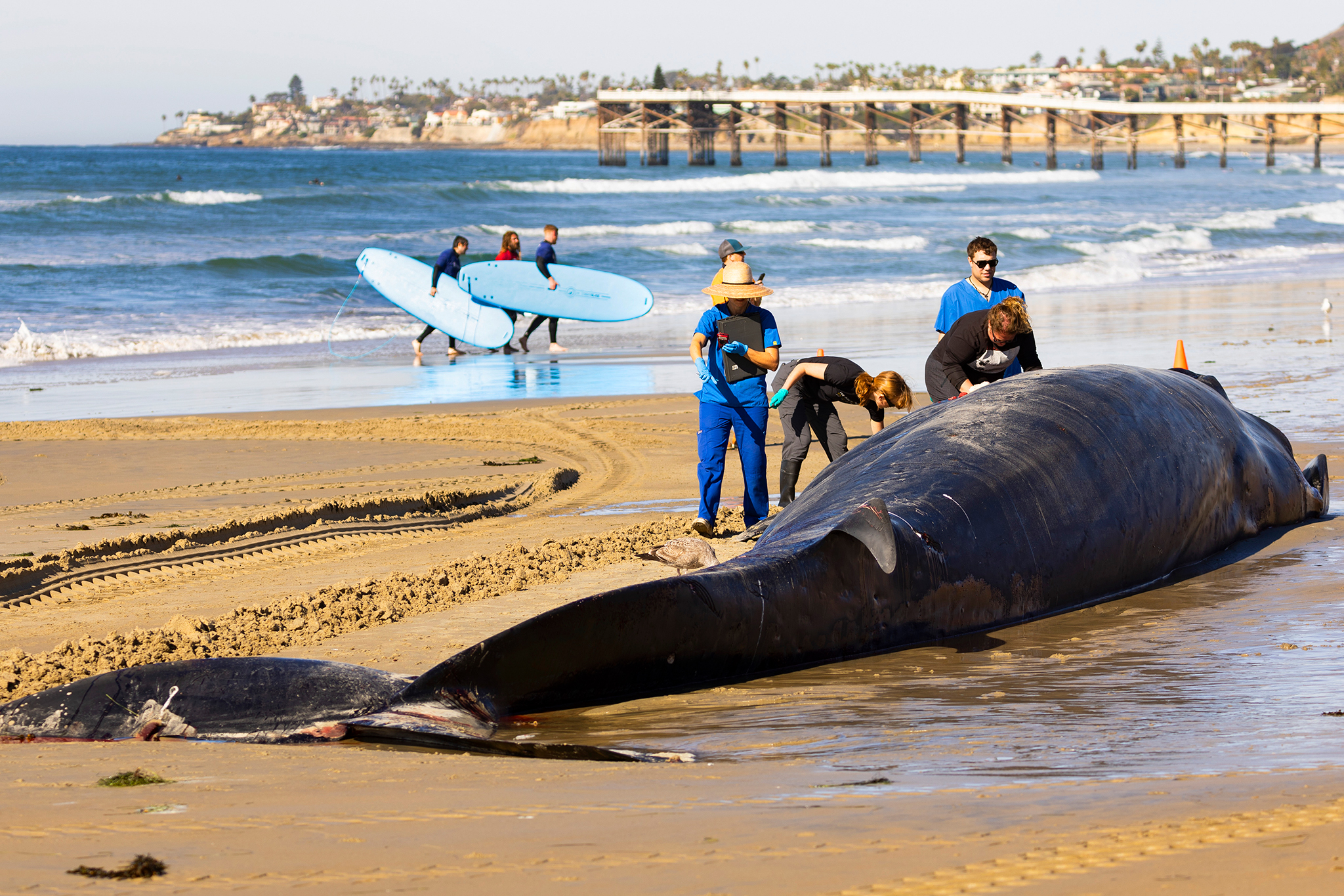 In rare event, massive fin whale washes up on California beach