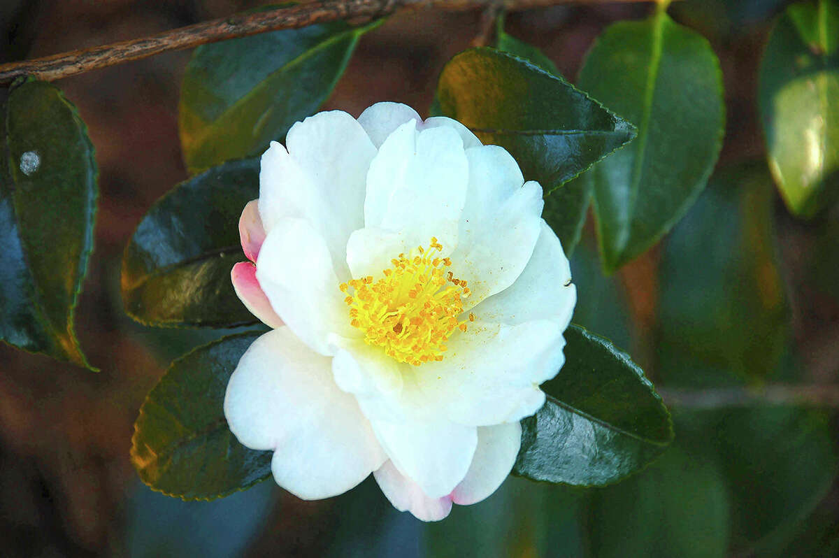 Camellias don't deserve garden divas reputation