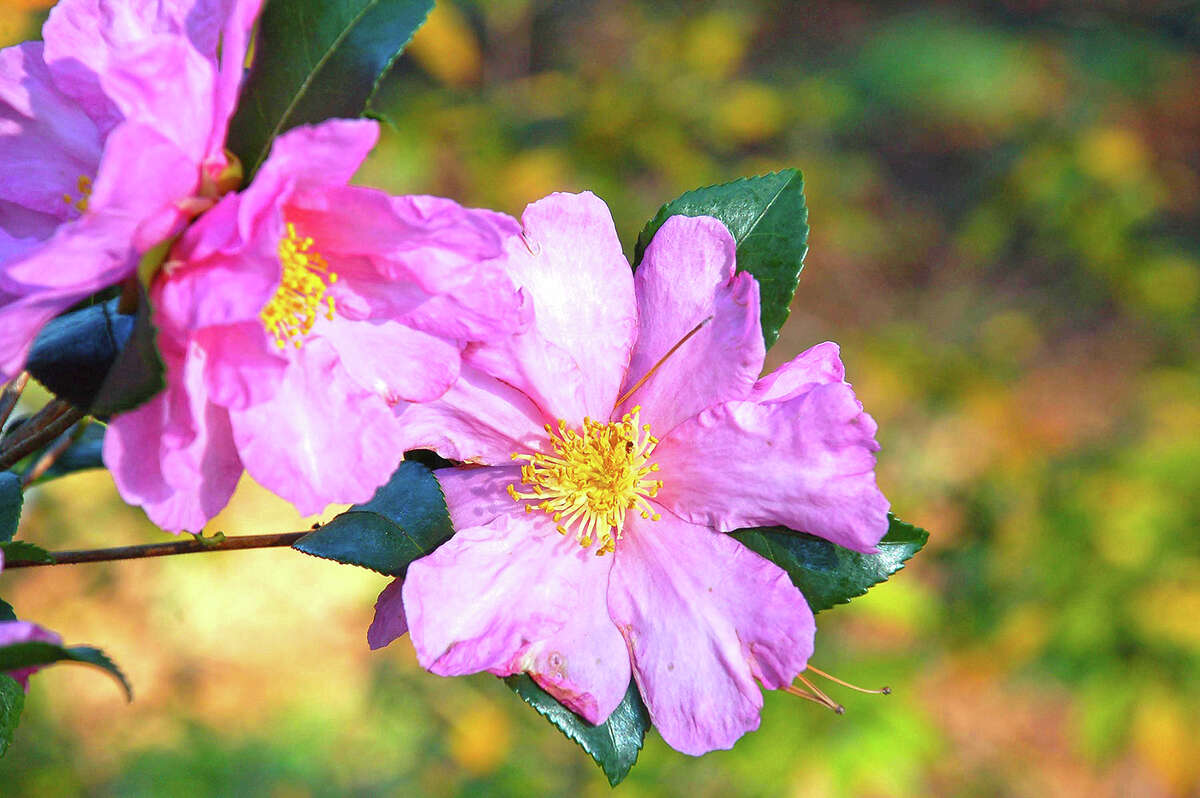 Camellias don't deserve garden divas reputation