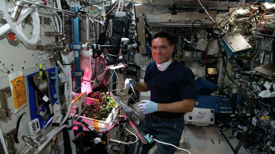 NASA astronaut Frank Rubio checks tomato plants growing inside the International Space Station for the XROOTS space botany study on Oct. 14, 2022. Credit: Koichi Wakata/Japan Aerospace Exploration Agency