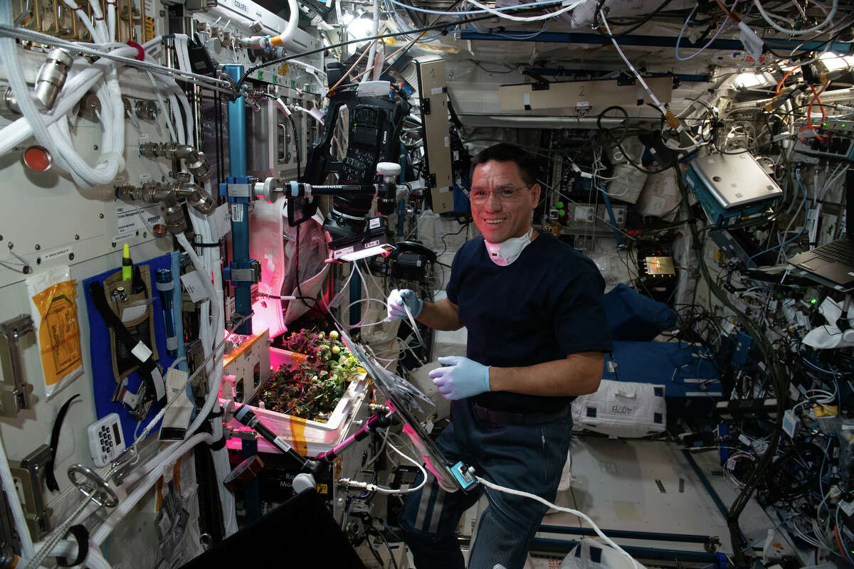 NASA astronaut Frank Rubio checks tomato plants growing inside the International Space Station for the XROOTS space botany study on Oct. 14, 2022. Credit: Koichi Wakata/Japan Aerospace Exploration Agency