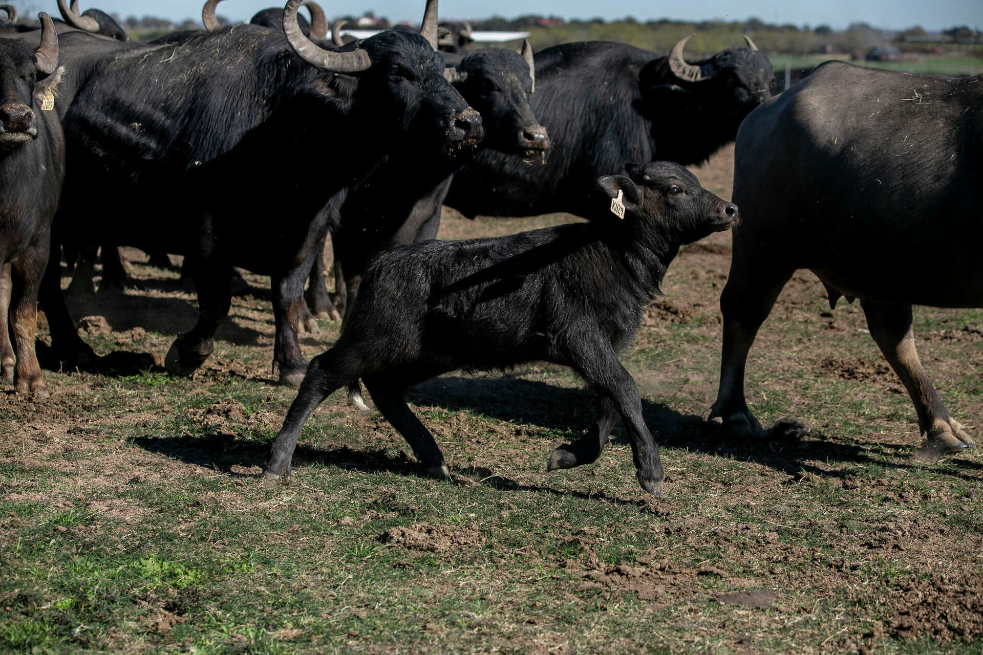Riverine Ranch Beardslee Water Buffalo Farm